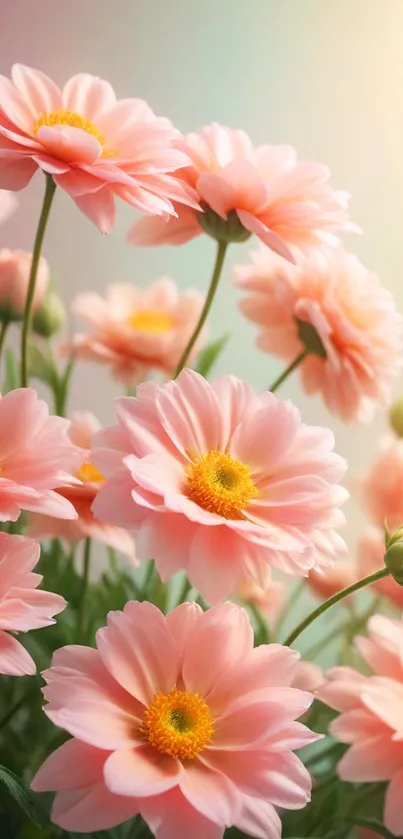 Soft pink flowers with a gradient background.