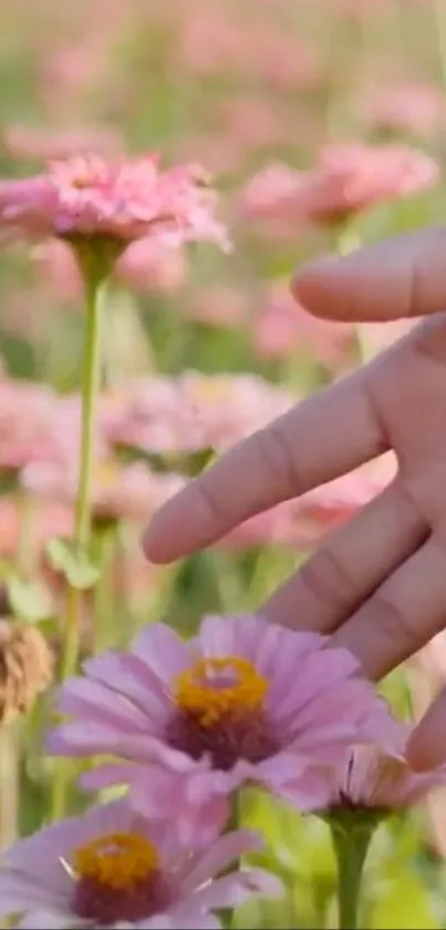 Hand touching a vibrant pink flower in a garden setting.