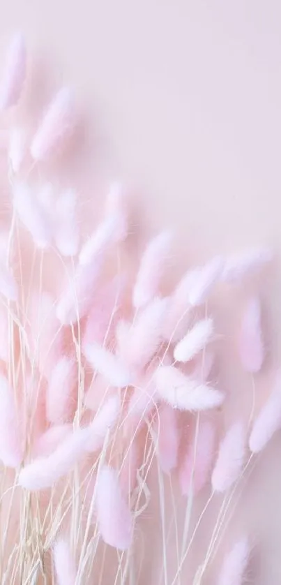 Delicate dried flowers on a soft pink background.