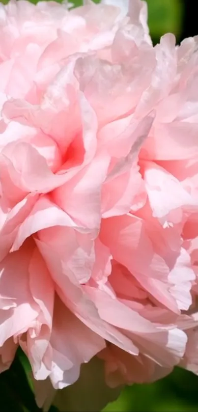 Soft pink peony blossom mobile wallpaper with delicate petals.