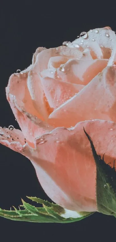 Close-up of a soft pink rose with delicate dewdrops on petals.