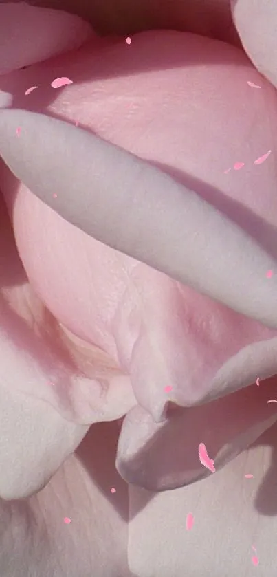 Mobile wallpaper featuring soft pink rose petals with delicate textures.