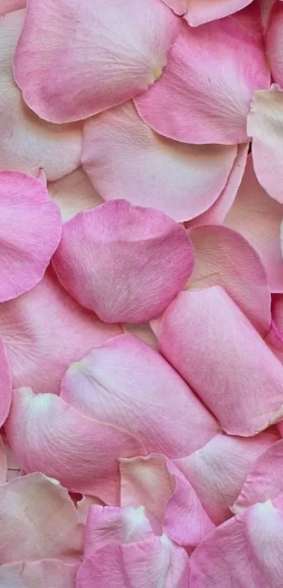 Delicate pink rose petals create a soft, floral phone wallpaper.