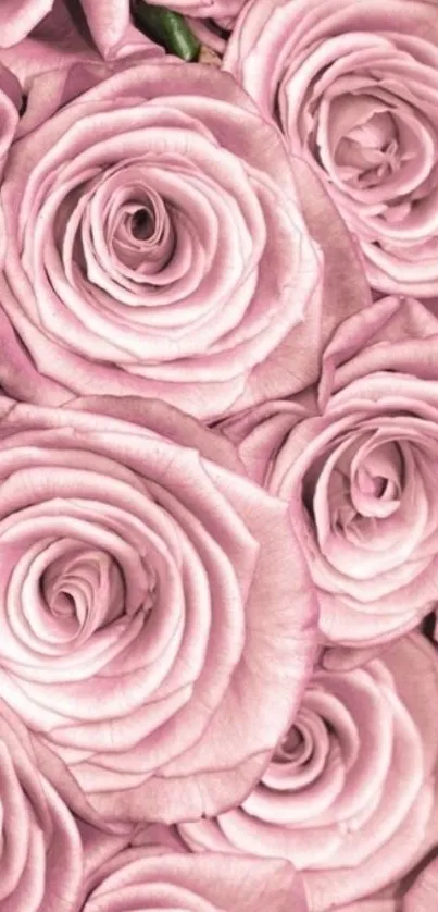 Soft pink rose petals mobile wallpaper, elegant floral design.