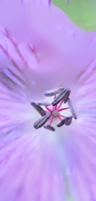 Soft purple flower with detailed petals and a serene, natural look.
