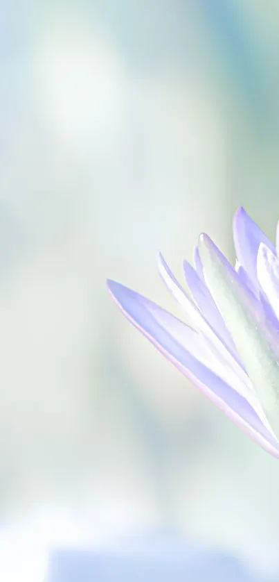 Soft focus purple flower with a pastel background.