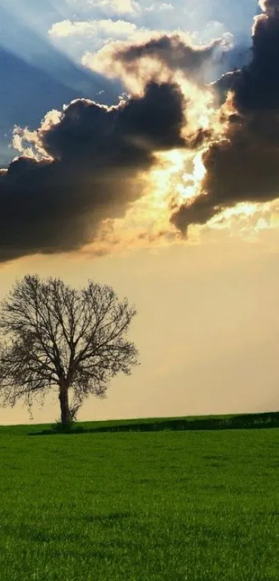 Lone tree under dramatic clouds in a green field wallpaper.