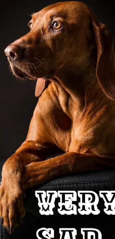 Brown dog gazes pensively on black backdrop with 'Very Sad' text.
