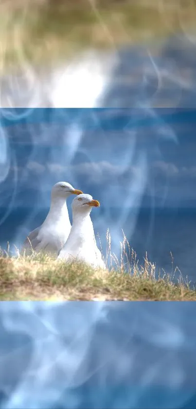 Two seagulls perched on a grassy cliff with a misty blue sky background.