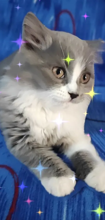 Gray and white cat with stars on vibrant blue background wallpaper.