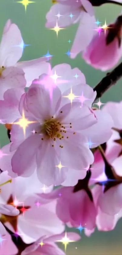 Pink cherry blossoms with sparkling stars on a branch.