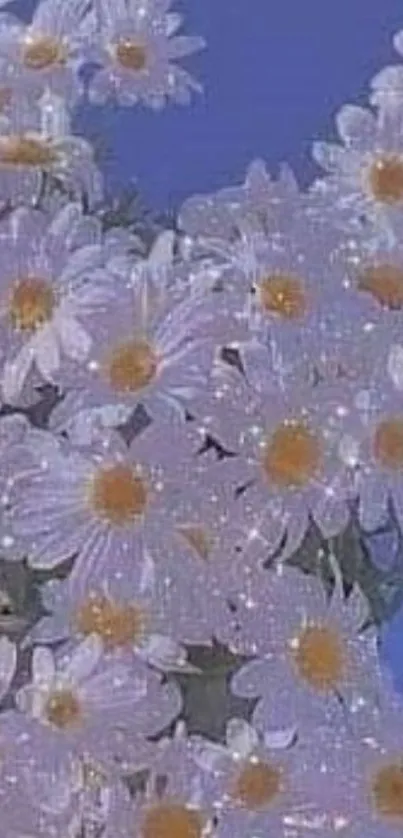 Sparkling white daisies on a blue background wallpaper.