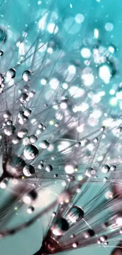 Close-up of a sparkling dandelion with water droplets and teal background.