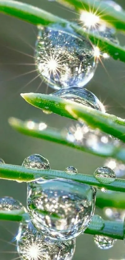 Close-up of sparkling dew on green leaves creating a refreshing look.