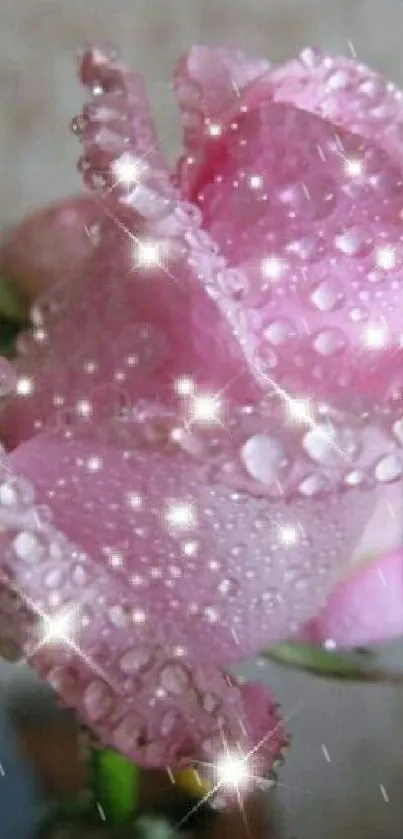 Close-up of a pink rose with dew drops and sparkling highlights.