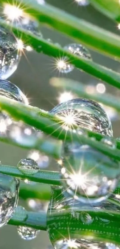 Sparkling dewdrops on green leaves in sunlight.