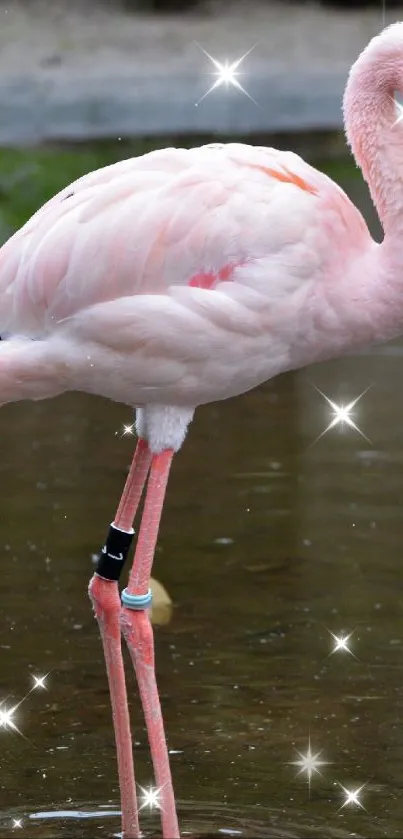 Flamingo standing in water with sparkling effects.