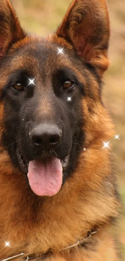 German Shepherd dog with a sparkling effect on fur.