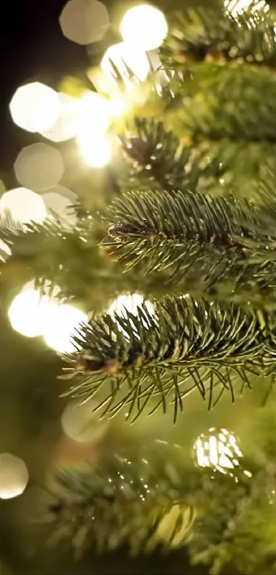 Close-up of Christmas tree branches with sparkling lights.