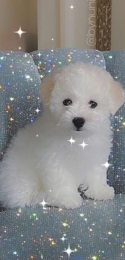 Fluffy white puppy on a sparkling blue sofa.