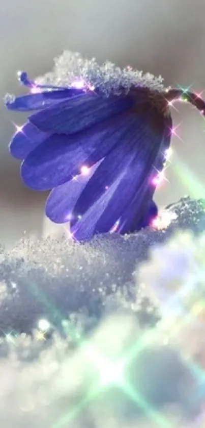 Purple flower sparkling in snowy elegance.