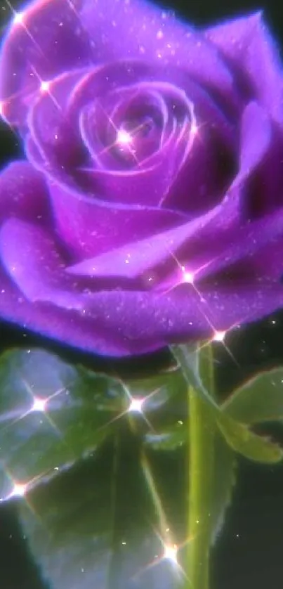 Purple rose with a sparkling effect as wallpaper.