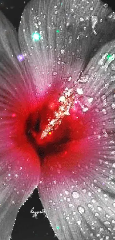 Sparkling red flower with droplets on black background.