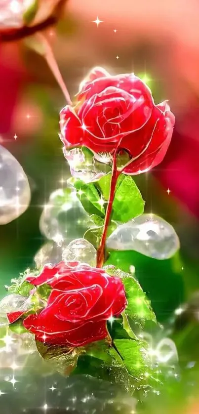 Sparkling red roses with dew drops and vibrant green leaves.