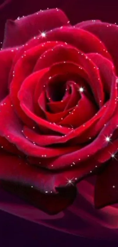 Sparkling red rose with deep velvety petals.