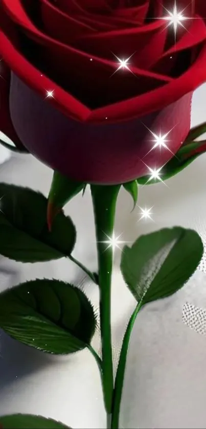 Sparkling red rose with green leaves on a white background.