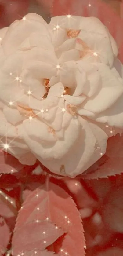 Sparkling white rose on soft pink background with glitter accents.