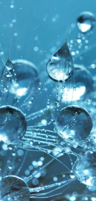 Close-up of sparkling water droplets on blue background.