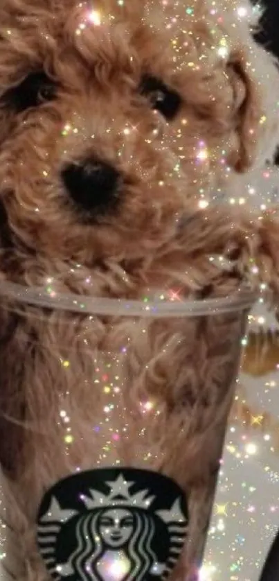 Poodle puppy with sparkles in a Starbucks cup.