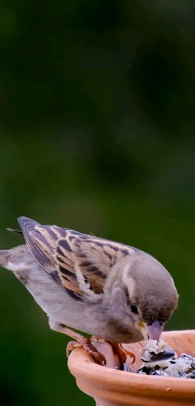 Sparrow on pot eating seeds with lush green backdrop.