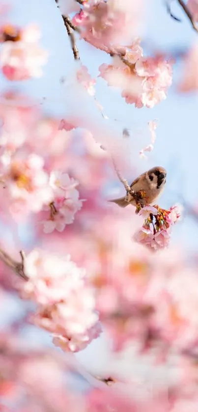 Sparrow sitting on a cherry blossom branch with soft pink flowers and blue sky.