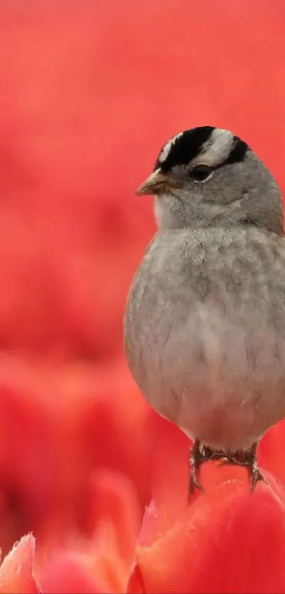 Sparrow perching on vibrant red tulips in a field.