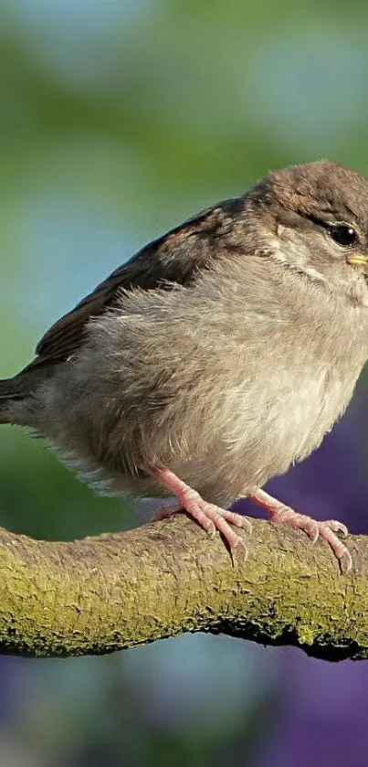 Fluffy sparrow sitting on a branch with green and purple background.