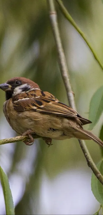 Sparrow rests on a branch with green leaves in background.