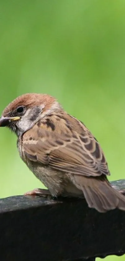 Sparrow perched against a green background on a railing.