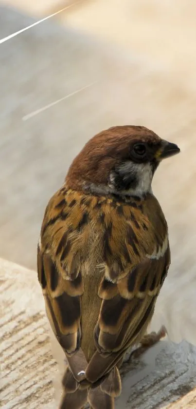 Brown sparrow perched by a calm lakeside on a wooden surface.