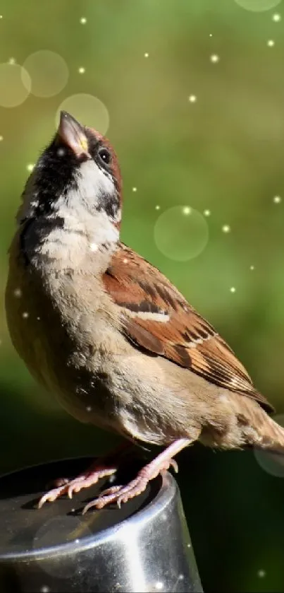 Sparrow perched on shiny steel against a green blurred background.