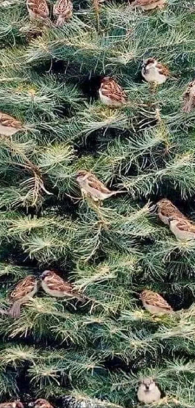 Sparrows perched throughout an evergreen tree, creating a tranquil natural wallpaper.