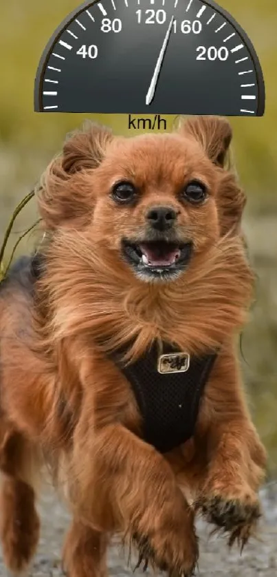 Running dog with speedometer overlay background.