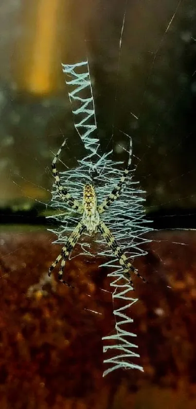 Detailed spider web on a rusty surface with intricate patterns in brown and gray.