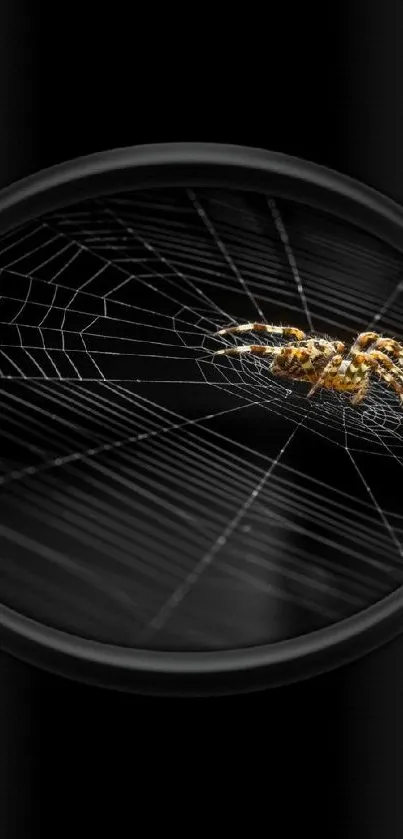 Spider sitting in a detailed web on a dark background.