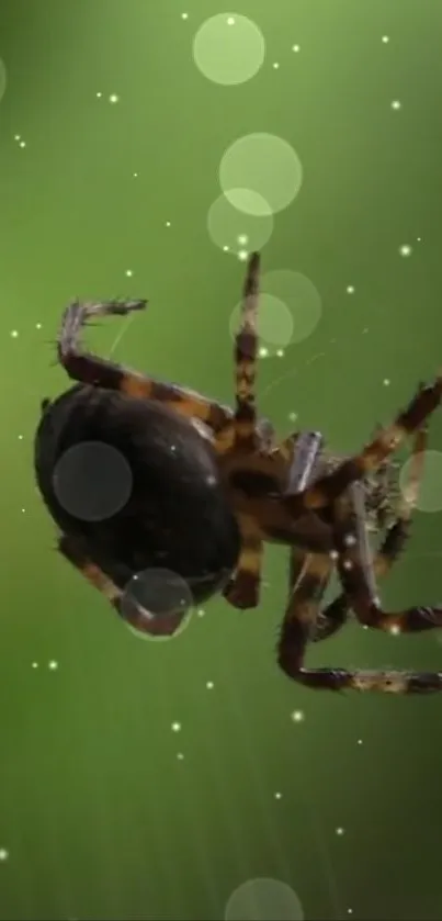 Spider on a vibrant green bokeh background with dreamy light effects.