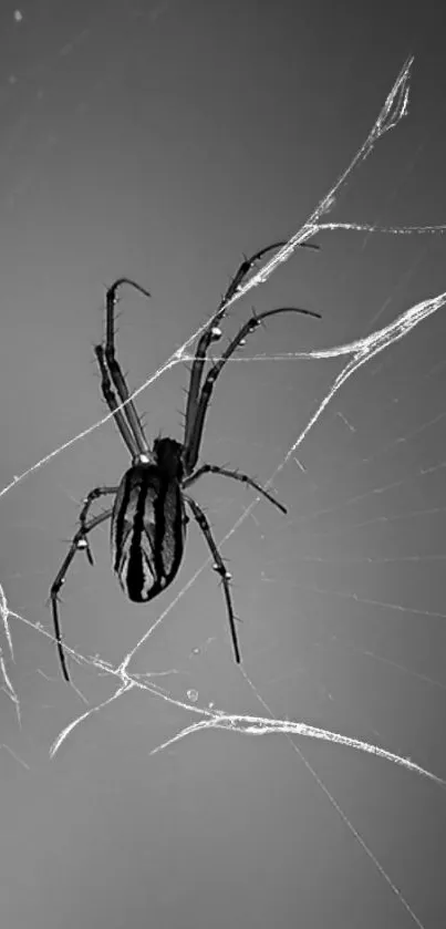 A black-and-white image of a spider on a web, perfect for mobile wallpaper.