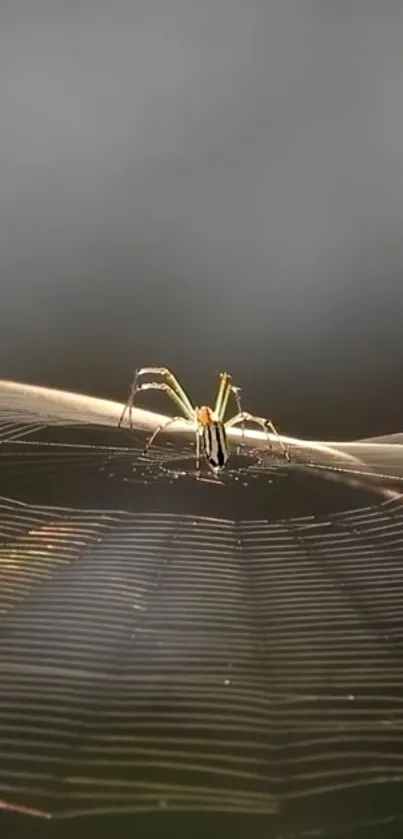 Spider sitting on a glowing web in a serene, dark gray background.