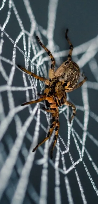 Close-up of spider on its intricate web against a dark background.