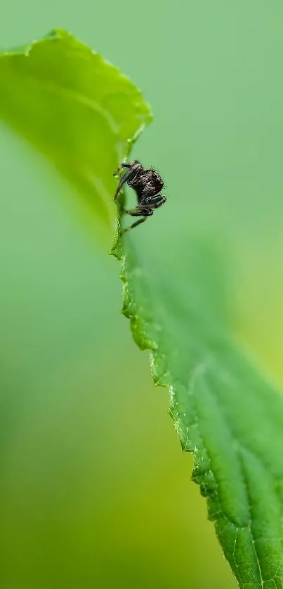 Close-up of a small spider on a green leaf, perfect for nature-themed wallpapers.